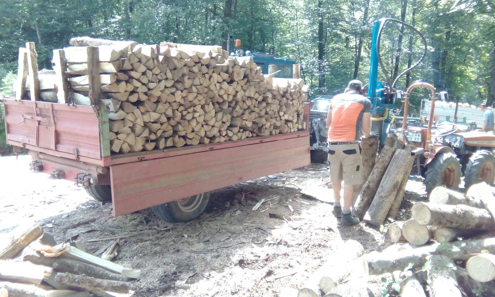 Baumpflege — Holzfällung — Landschaftspflege